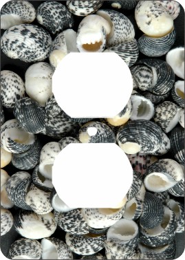 Mud Snail Sea Shells Outlet Cover